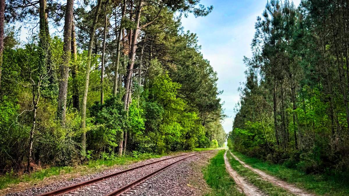 Une ancienne voie ferrée et son chemin de service sablonneux filant entre deux murs de pins maritimes, vers une éclaircie au loin