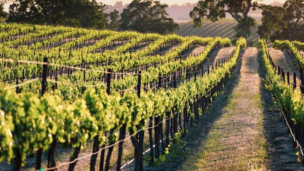 Des rangs de vigne montant vers une crête, séparés par un large chemin de terre tassée