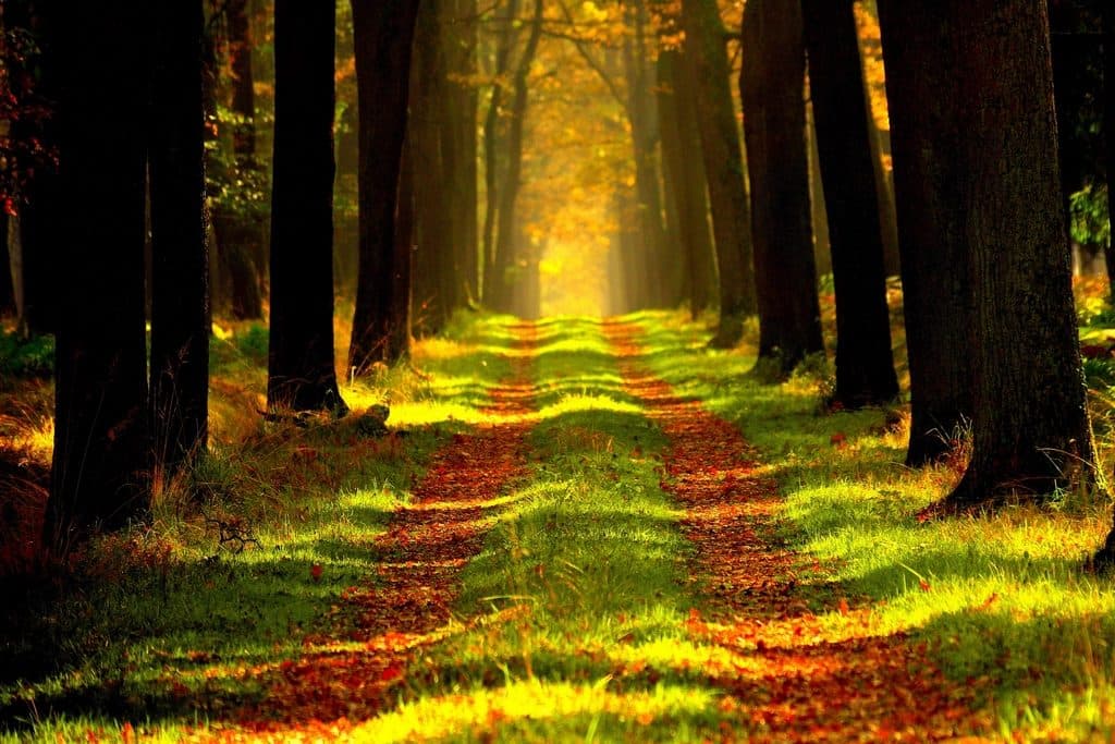 Une allée forestière couverte de feuilles, traversée par la lumière du matin