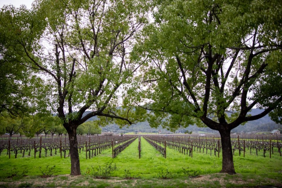 Des rangs de vigne au printemps, encadrés par deux arbres